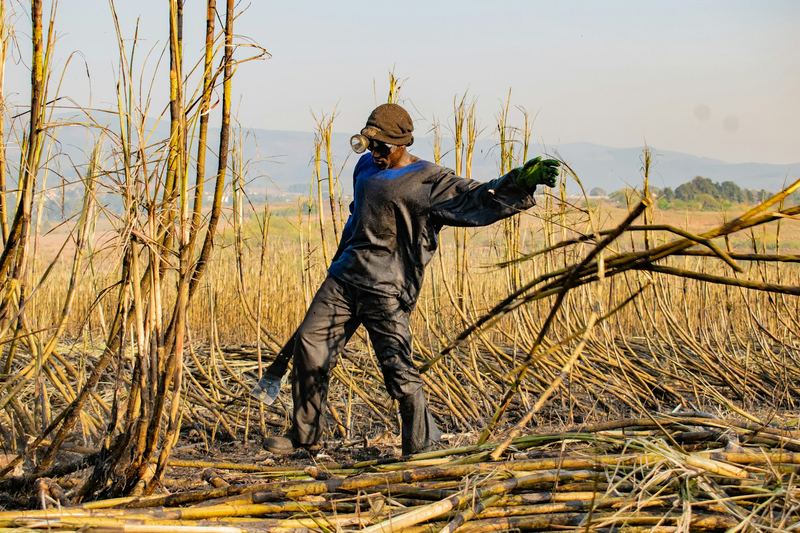 Worker harvesting tall sugarcane by hand with a machete