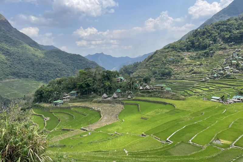 Rice field in front of forested mountains under a cloudy sky